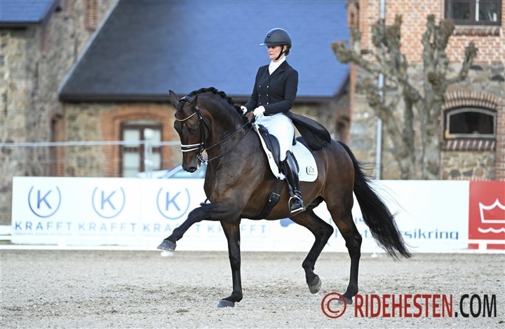 Danske heste har succes i Wellington