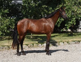 EGELUND'S FLORIANO