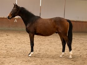 LØNAGERGAARD'S HOT PRANCER