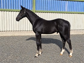 LYKKEBO WALENTINO