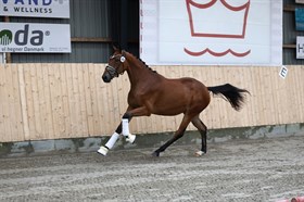 MLJ ZANSABELL