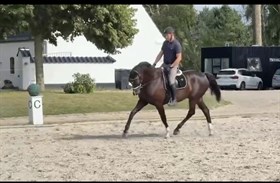 LKG DONKEY DREAM