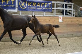 KALHAVE'S MISS VALENTINA