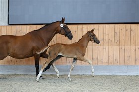 GØNGEHUSLUND SIENNA