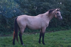 MOELLEAAENS APOLLON