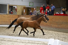 LYNGGAARDENS BOLERO