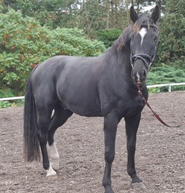 BB SENTINO