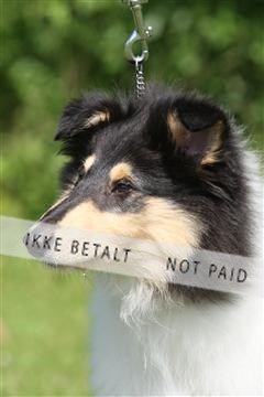 130370_se_02_IMG_6003.JPG