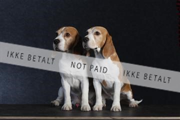 132082_le_ 01_IMG_1553.JPG