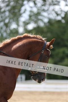 156196_nn_01_IMG_6302.JPG