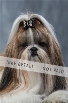 128239_le_kort_ 01_0387.JPG