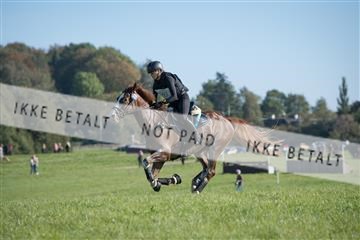 2019 Copenhagen Eventing Cecilie Eriksen Calvin 163761_KNF_01_KEE_308.jpg