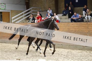 181802_jss_02__6II7350.JPG