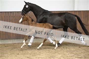 181739_kbb_01_Z091729.JPG
