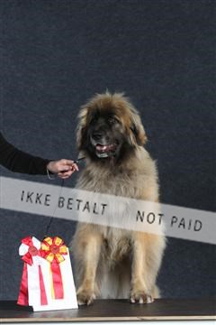 132082_le_ 01_IMG_1334.JPG