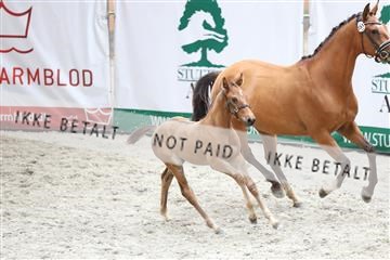 175058_mlm_01_R62_6679.JPG