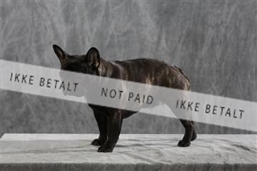 128239_le_kort_ 01_0438.JPG