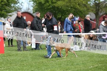 134871_ms_04_IMG_0378.JPG