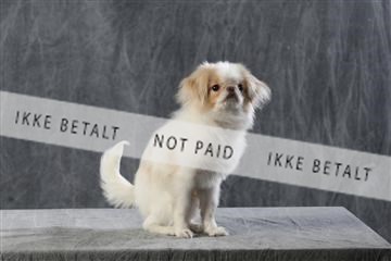 128239_le_kort_ 01_0112.JPG