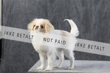 128239_le_kort_ 01_0111.JPG