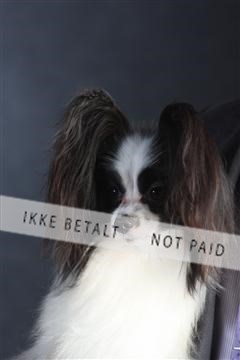 132082_le_ 01_IMG_1585.JPG