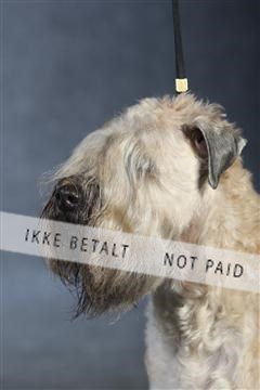 132082_le_ 01_IMG_1031.JPG