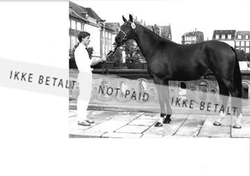 2545-36A?89 Eliteskue.jpg