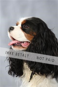 128239_le_kort_ 01_0347.JPG