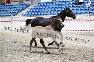 181754_kbb_01_Z093040.JPG