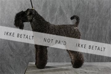 128239_le_kort_ 01_0324.JPG