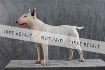 128239_le_kort_ 01_0272.JPG