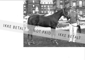 2542-08A?89 Eliteskue.jpg