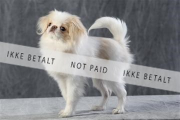 128239_le_kort_ 01_0109.JPG