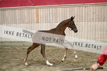 181754_kbb_01_Z093237.JPG