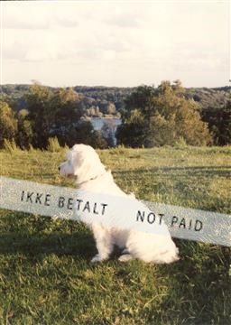 hvid hund i bakkerne.jpg