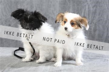 129608_le_ 01_0367.JPG