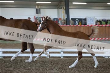 181804_mlm_02_R62_0466.JPG