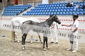 181754_kbb_01_Z093204.JPG