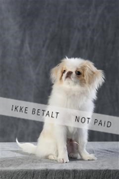 128239_le_kort_ 01_0114.JPG