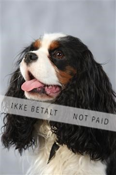 128239_le_kort_ 01_0348.JPG