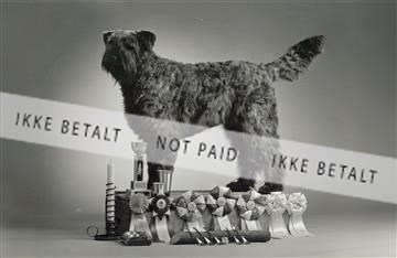 enids hund rosetter_2.jpg