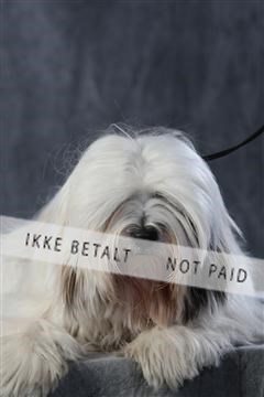 128239_le_kort_ 01_0077.JPG