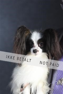 132082_le_ 01_IMG_1584.JPG