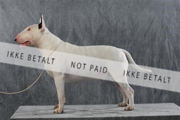 128239_le_kort_ 01_0277.JPG