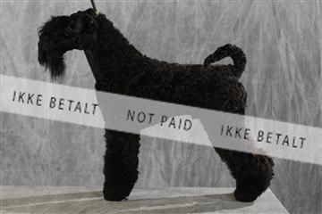 128239_le_kort_ 01_0332.JPG