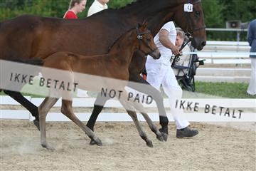 125406_sc_01_IMG_2343.jpg