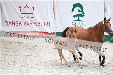 175058_mlm_01_R62_6735.JPG