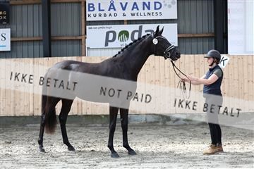 181757_avh_01_5902.JPG
