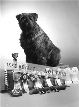 enids hund rosetter.jpg