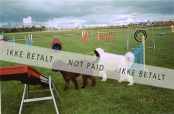 Enids to hunde agility.jpg